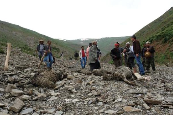 Sele kapılan 800 koyun telef oldu