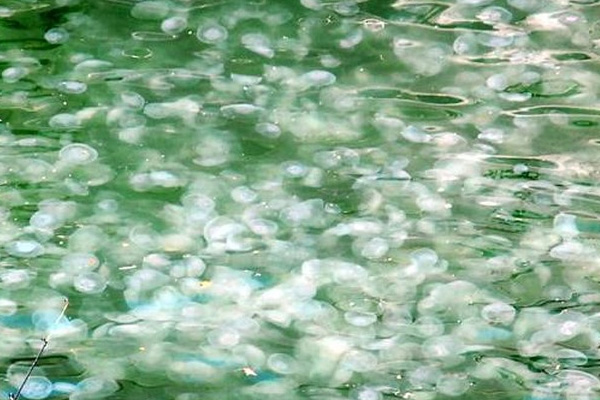 İzmir Körfezi beyaza büründü