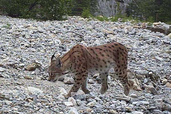 Giresun'da vaşak görüntülendi