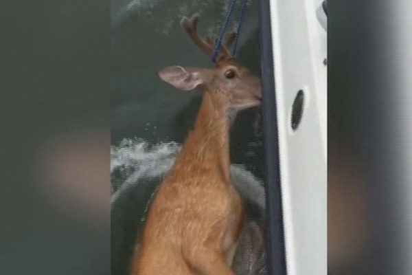 Okyanusa açılan balıkçı köpek balığı yerine geyik buldu