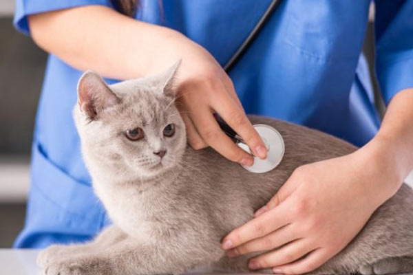 En çok aranan meslek veterinerlik