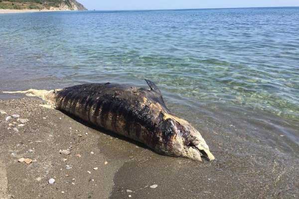 Antalya'da dev balina karaya vurdu