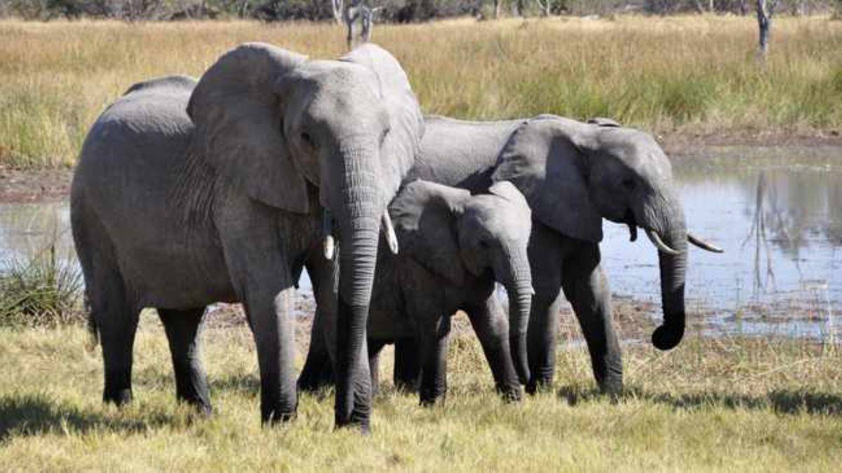 Fil ve Gergedan görebilen son nesil olabiliriz!