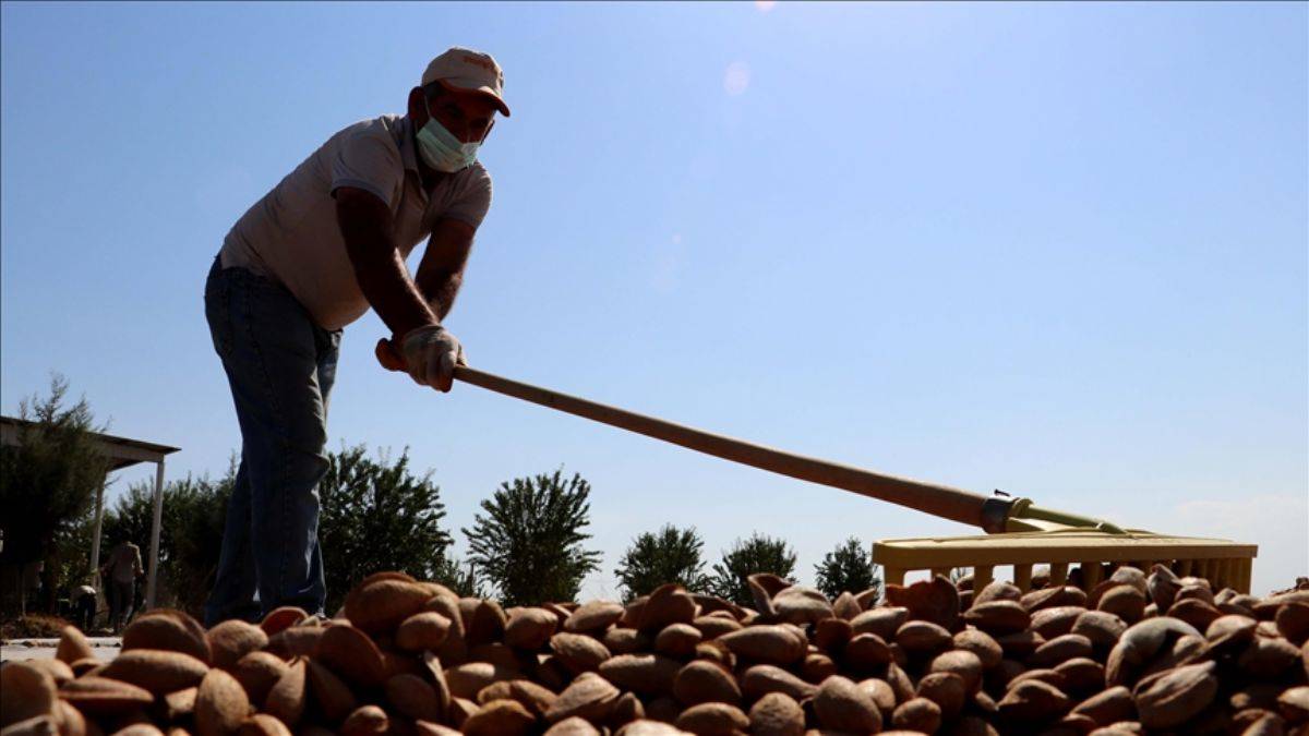 Tıp fakültesini bırakıp çiftçi oldu; kıraç arazide gelirini 4 kat artırdı