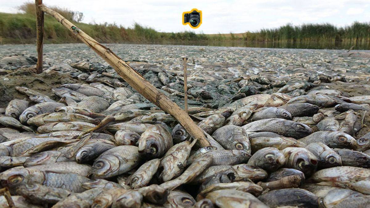 Kırklareli'de çevre katliamı