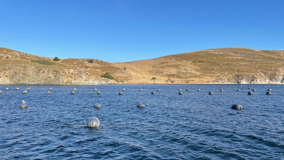 Müsilaja karşı midye çözümü