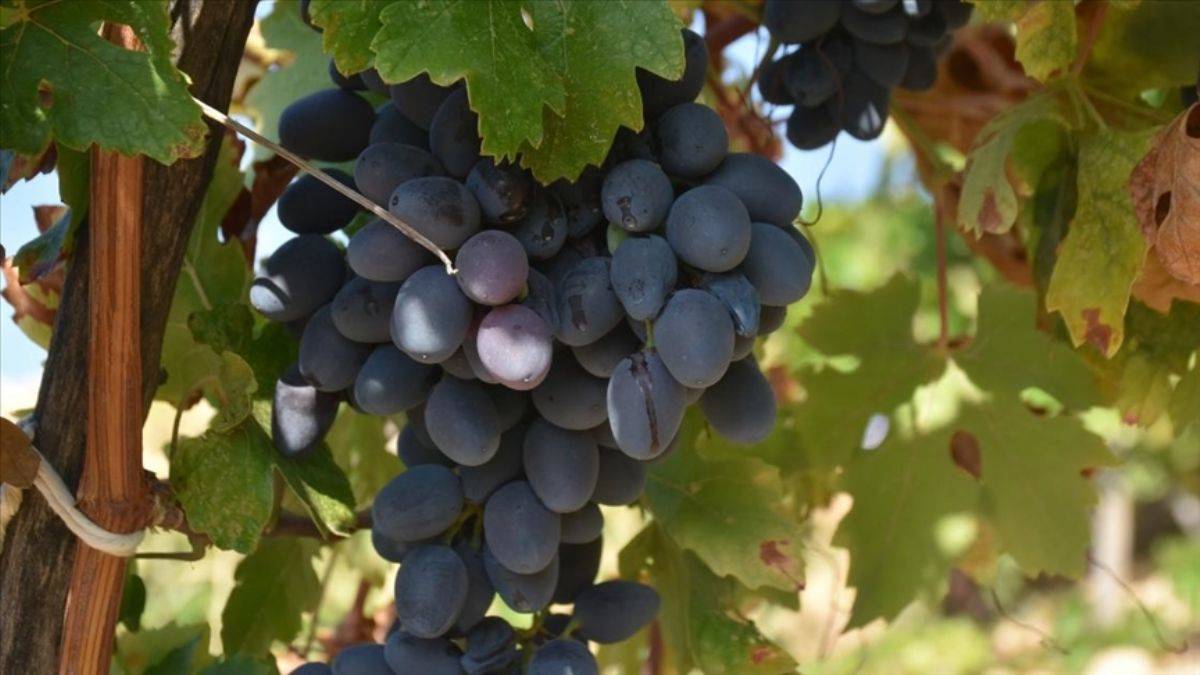 Malatya Banazı'na coğrafi işaret tescili; kurusunun kilosu 30-35 TL