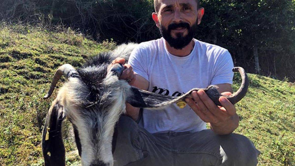 3 boynuzlu keçi şaşırtıyor