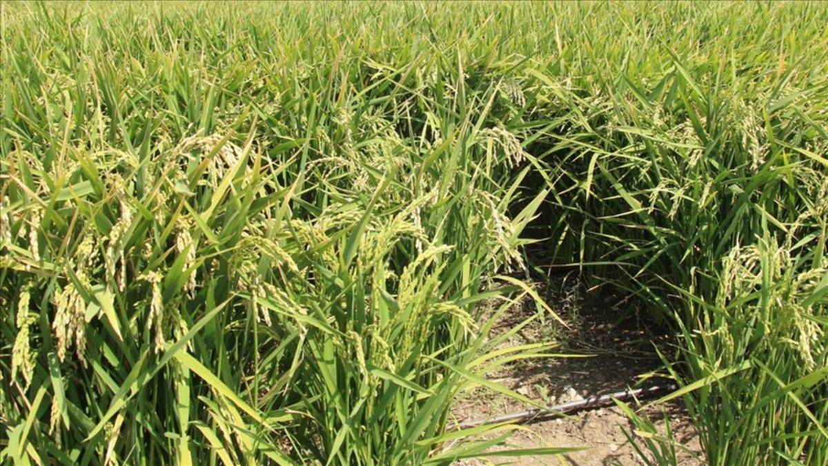 Hasan Tütüncü: Çeltik fiyatları çiftçinin yüzünü güldürdü