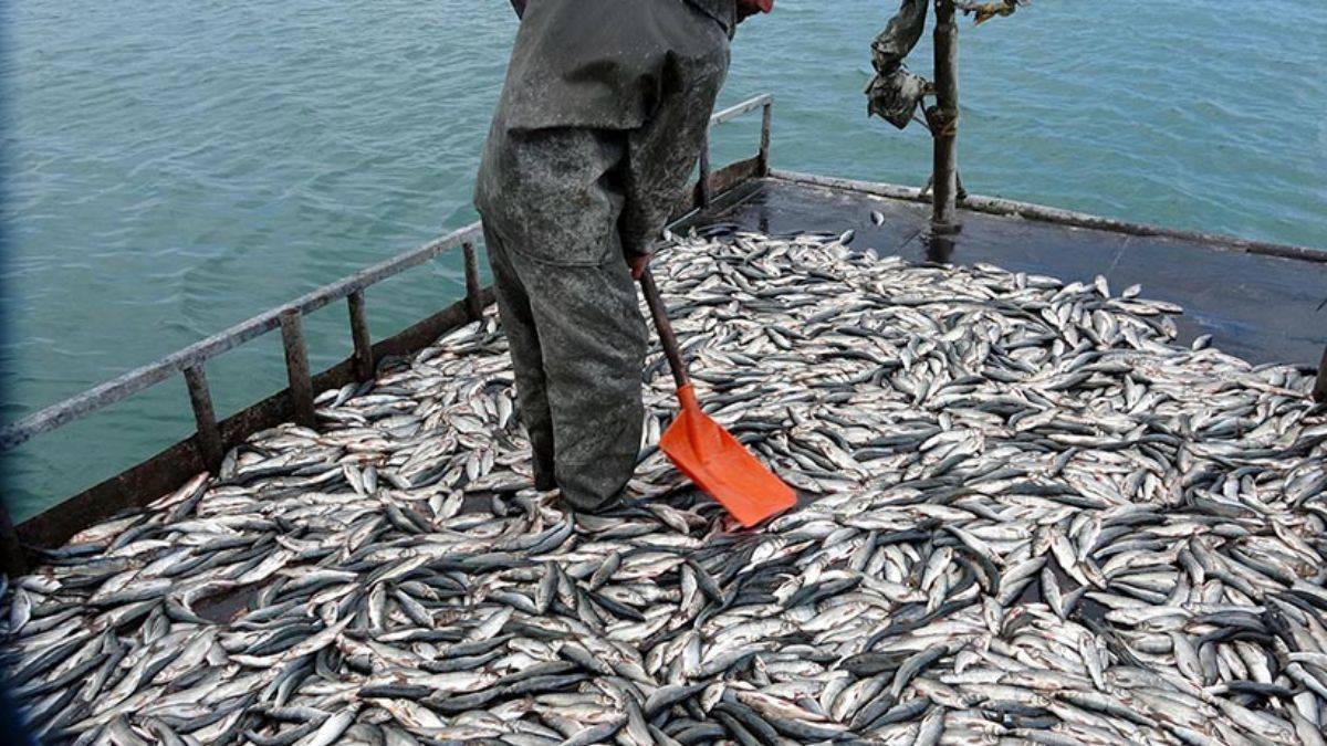 Van Gölü'nde inci kefali popülasyonunda artış