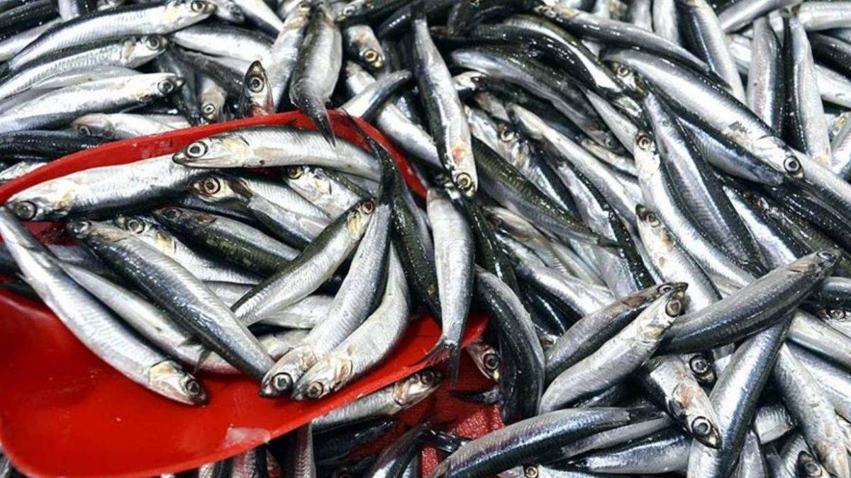 Hamsi fiyatı ne kadar? 1 kilo hamsi pazarda ne kadar? İstavrit kilosu kaç paraya satılıyor?