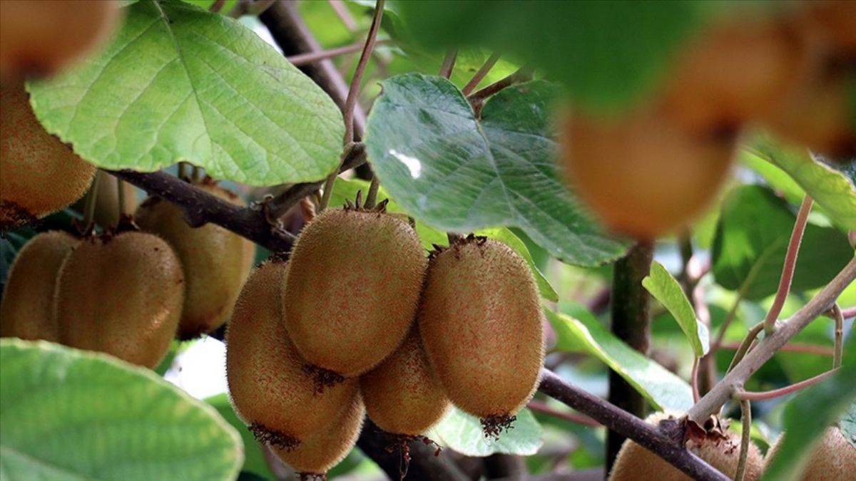 Kivinin başkenti Yalova coğrafi işaretini aldı