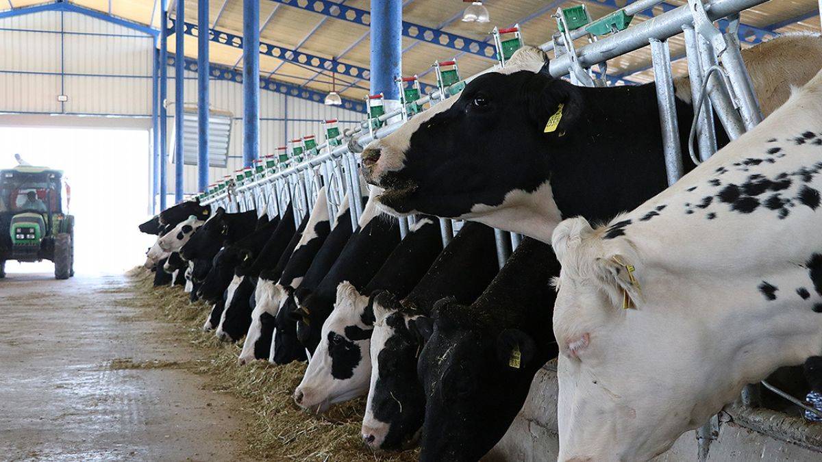 Genç girişimci devlet desteğiyle kaliteli süt üretiyor