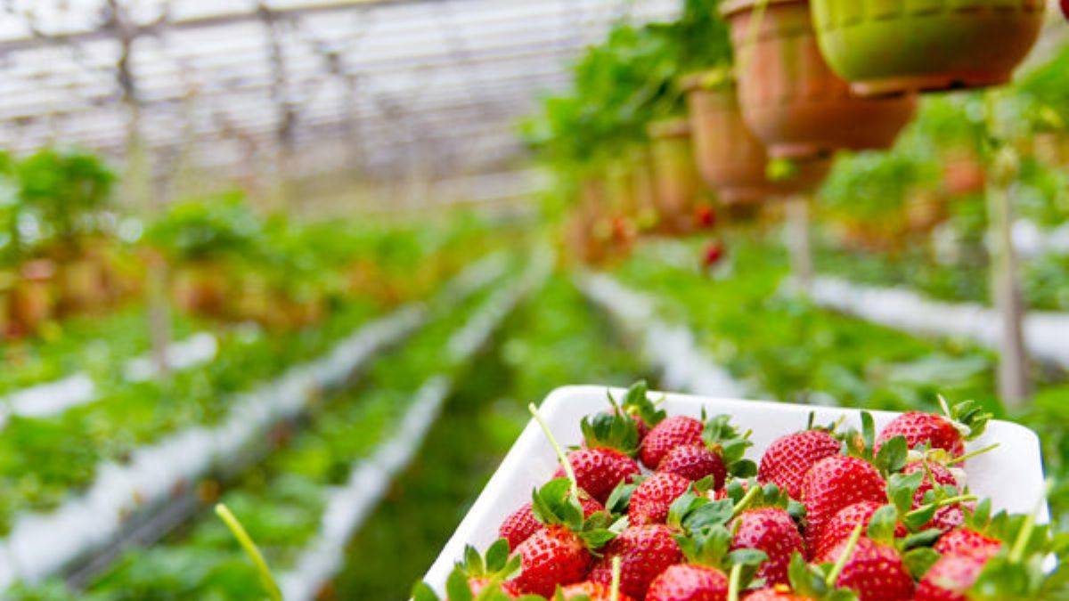 Çilek yetiştiriciliği nasıl yapılır?
