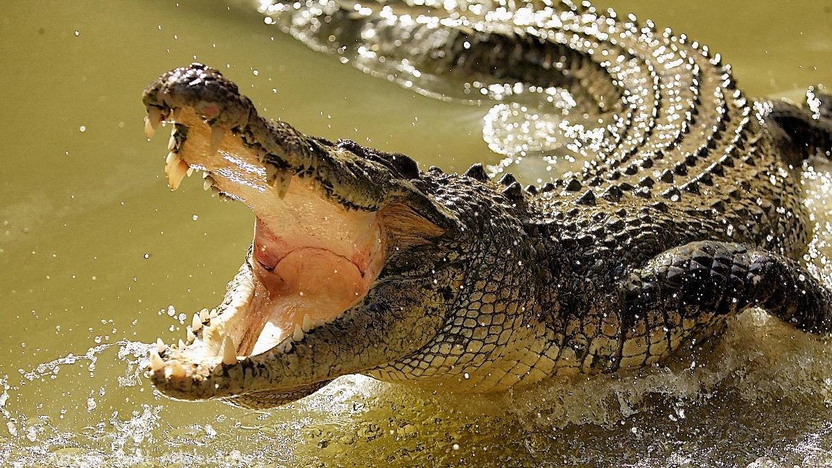 İda Kasırgası'ndaki felaket gün yüzüne çıktı: Timsahın midesinde insan kalıntıları bulundu