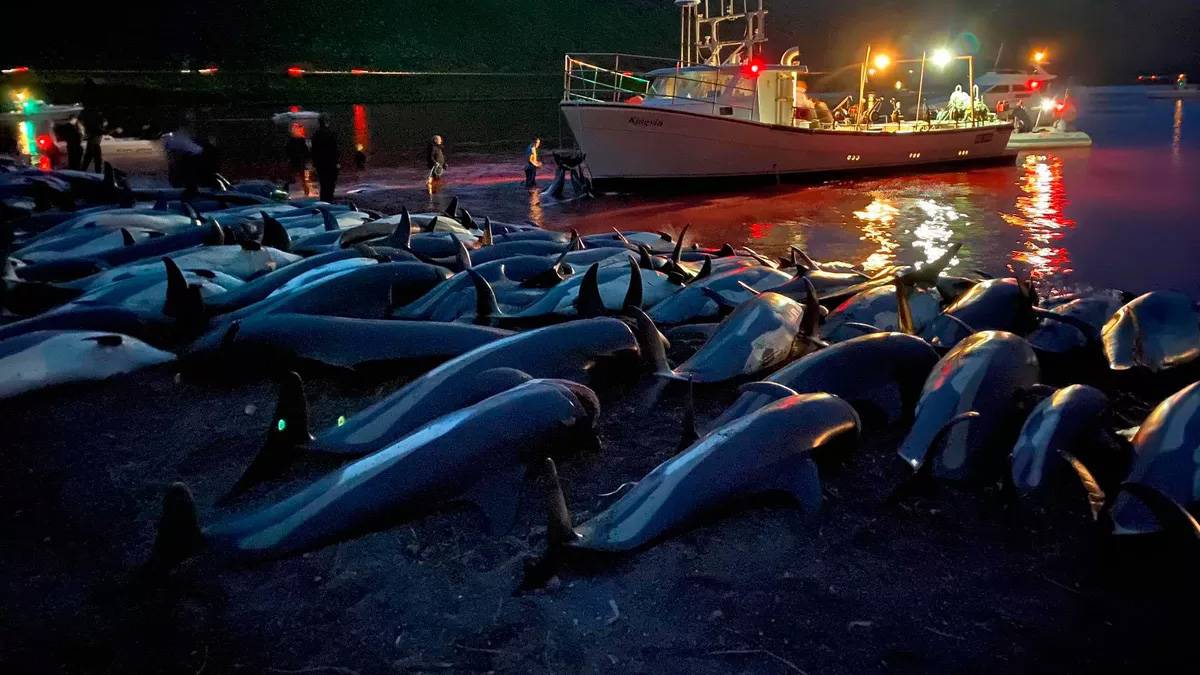 Tepki çeken balina ve yunus avınailişkin ilk resmi açıklama