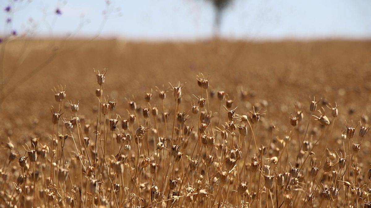 Atıl araziler çörek otu tarlası oldu, üretim 5 kat artacak