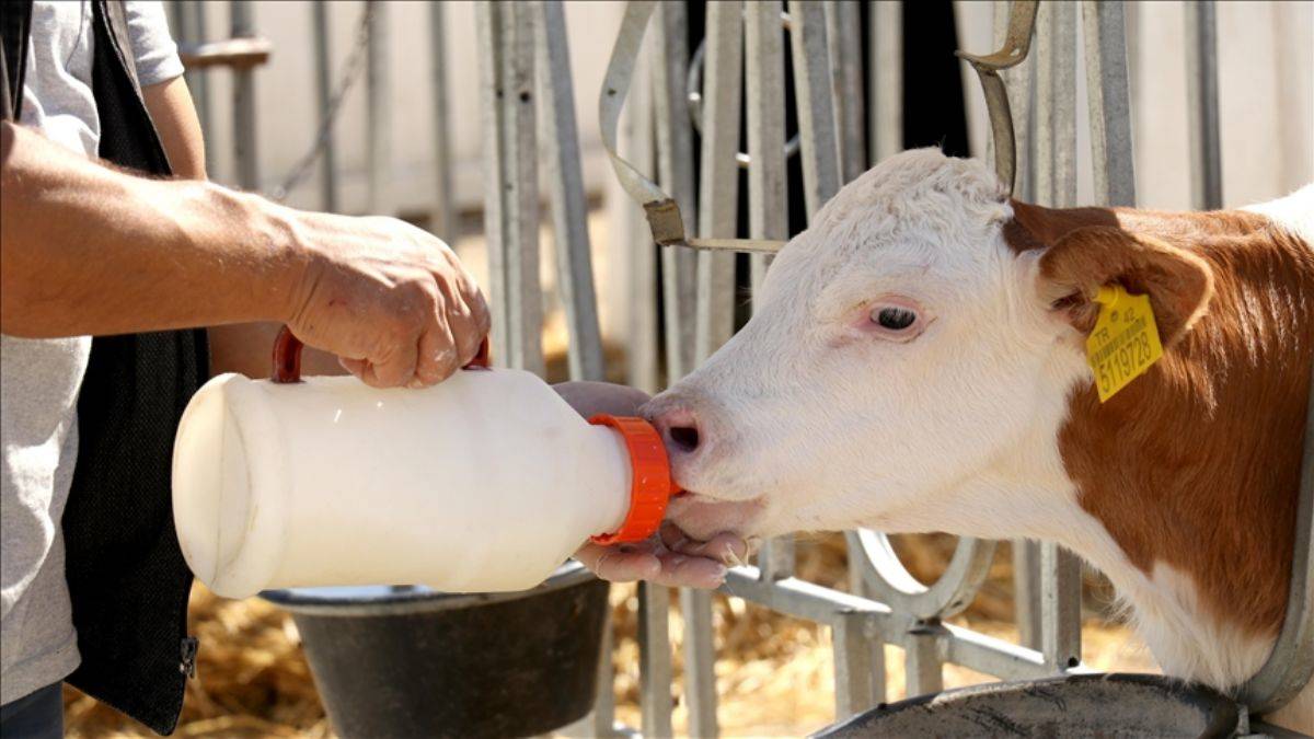 Konya'daki buzağı kreşine üst düzey ilgi