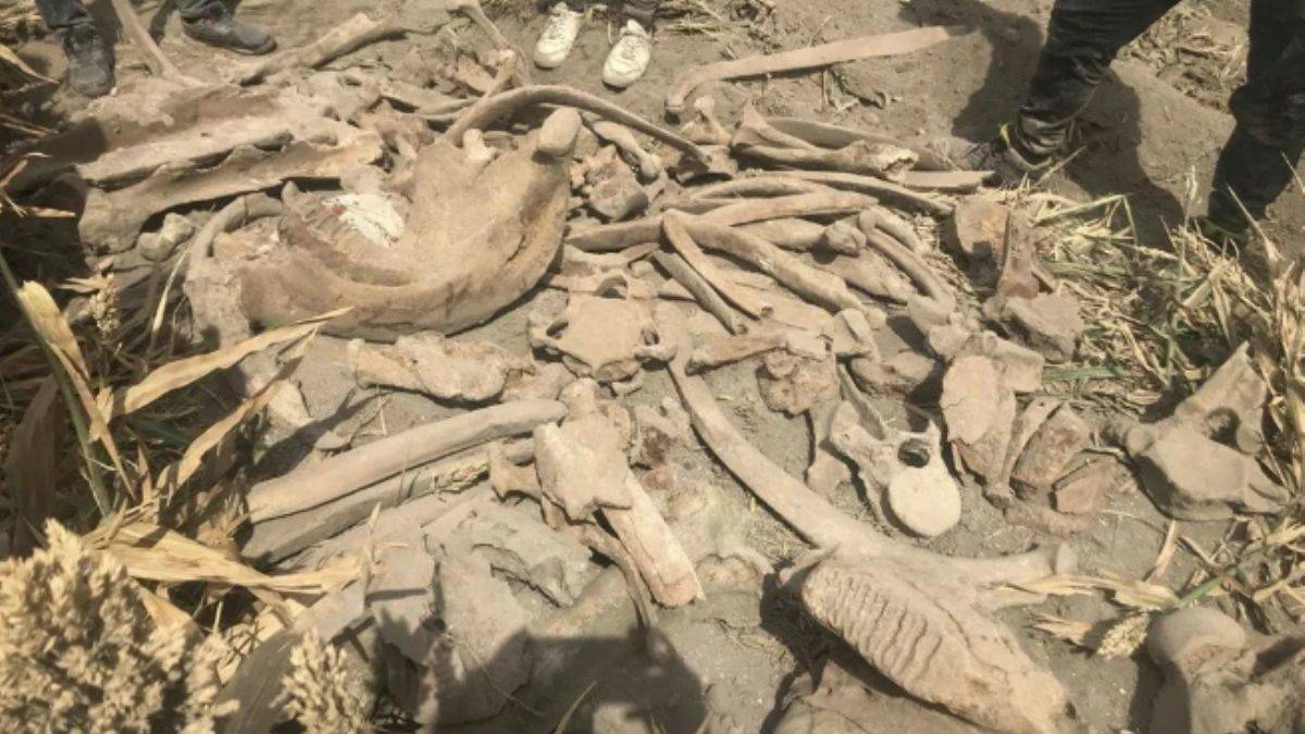 Kahramanmaraş'ta ekim için sürülen tarlada fil fosili bulundu