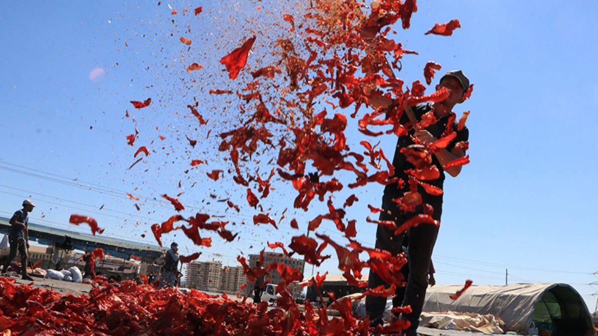 İsot, 10 bin kişiye geçim kaynağı oldu