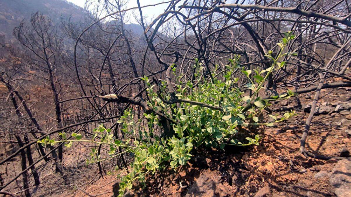 Yangında zarar görmüştü: Marmaris'te doğa yeniden canlanıyor