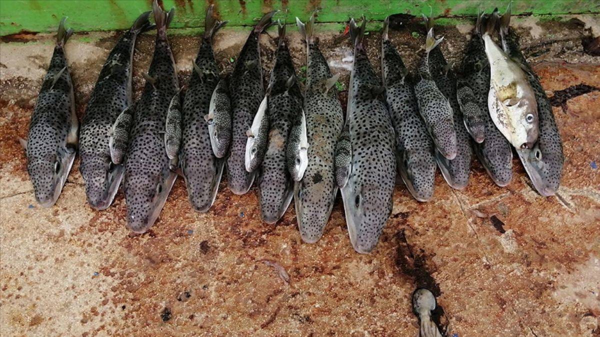 Bakanlık 935 'öldüren balık' alımı yaptı