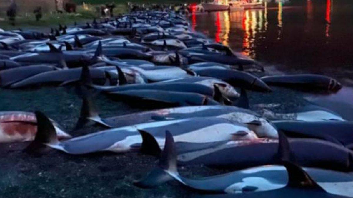 Faroe Adaları'nda 53 yunus daha öldürüldü