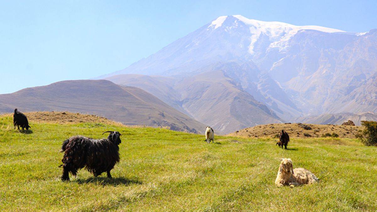 Ağrı Dağı eteklerinde çiftçilerin kış hazırlığı