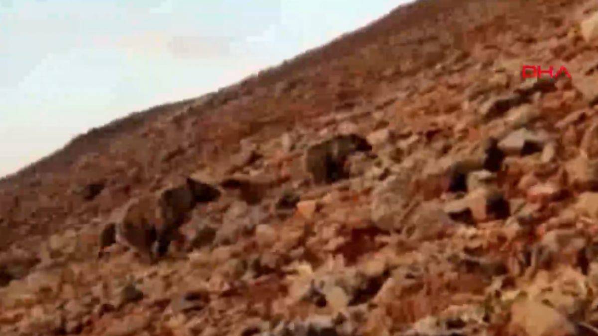 Ayılar koyunlara saldırdı, çoban o anları kaydetti