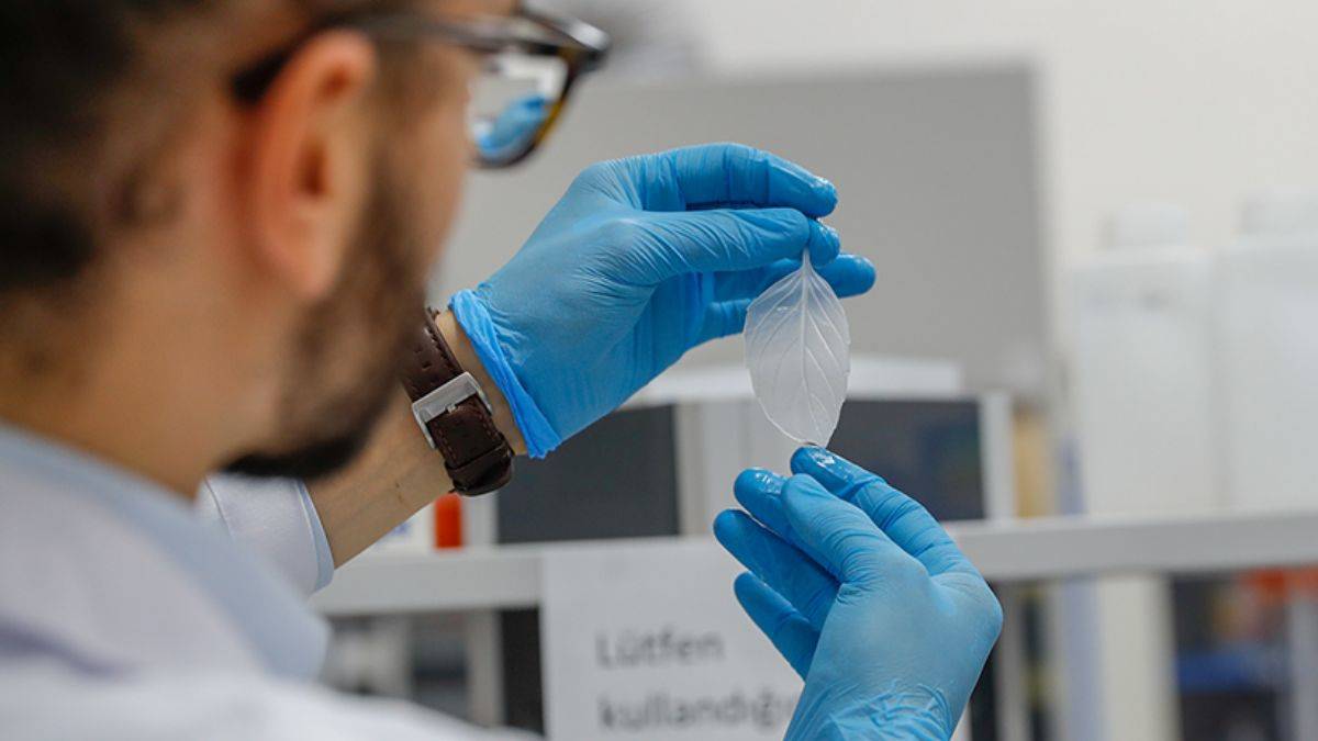 Türk bilim insanı ıspanağın yaraların iyileşmesini hızlandırdığını kanıtladı