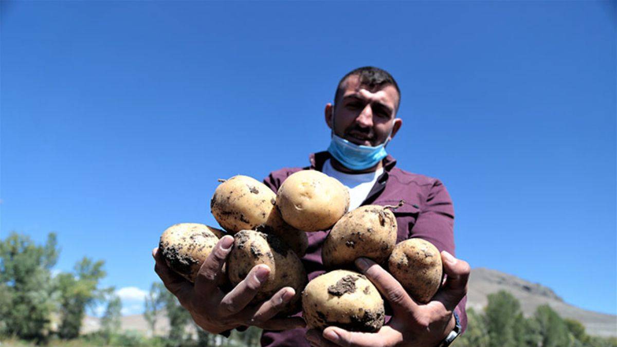 Pasinler Ovası'nda kuraklığa rağmen patates bereketi