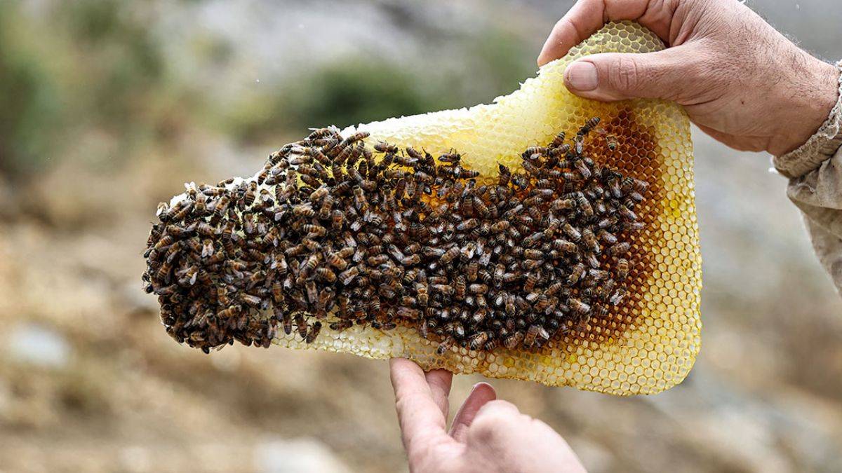 Van'da kaya balı hasadı; 'Altın kadar değerli'