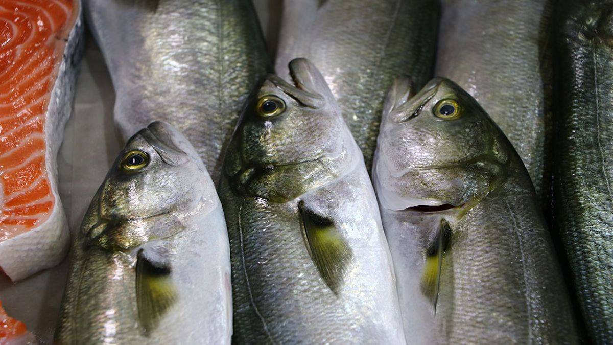 Marmara'da lüfer bolluğu; kilosu 45-50 lira