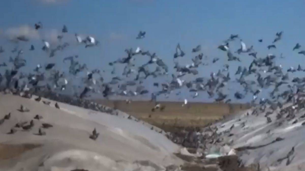 Kuşların buğday yığınlarına akını