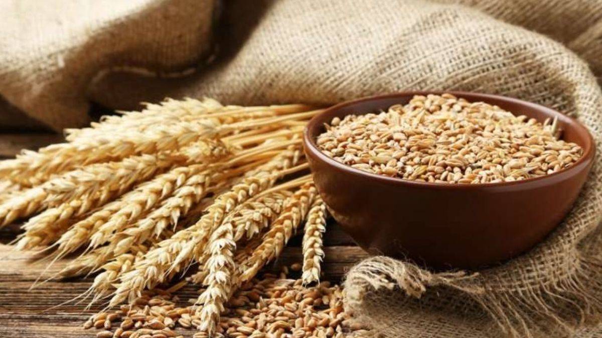 Buğdayın içindeki mucize! 1 ton buğdaydan 1 kg çıkıyor