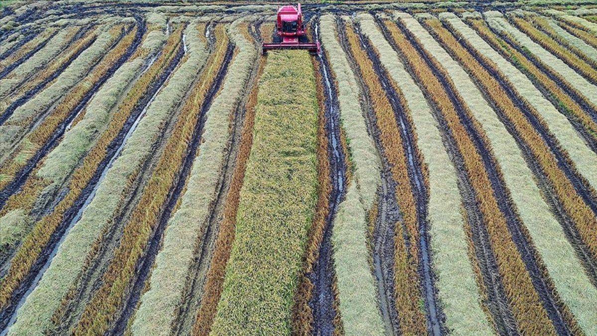 Bol su isteyen çeltikte damla sulama sistemi