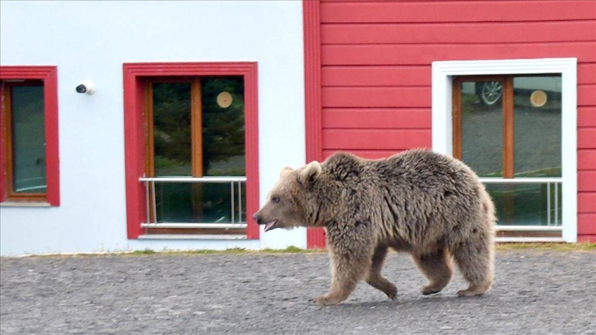 TOKİ bölgesine indi; karnını doyurdu ve gitti
