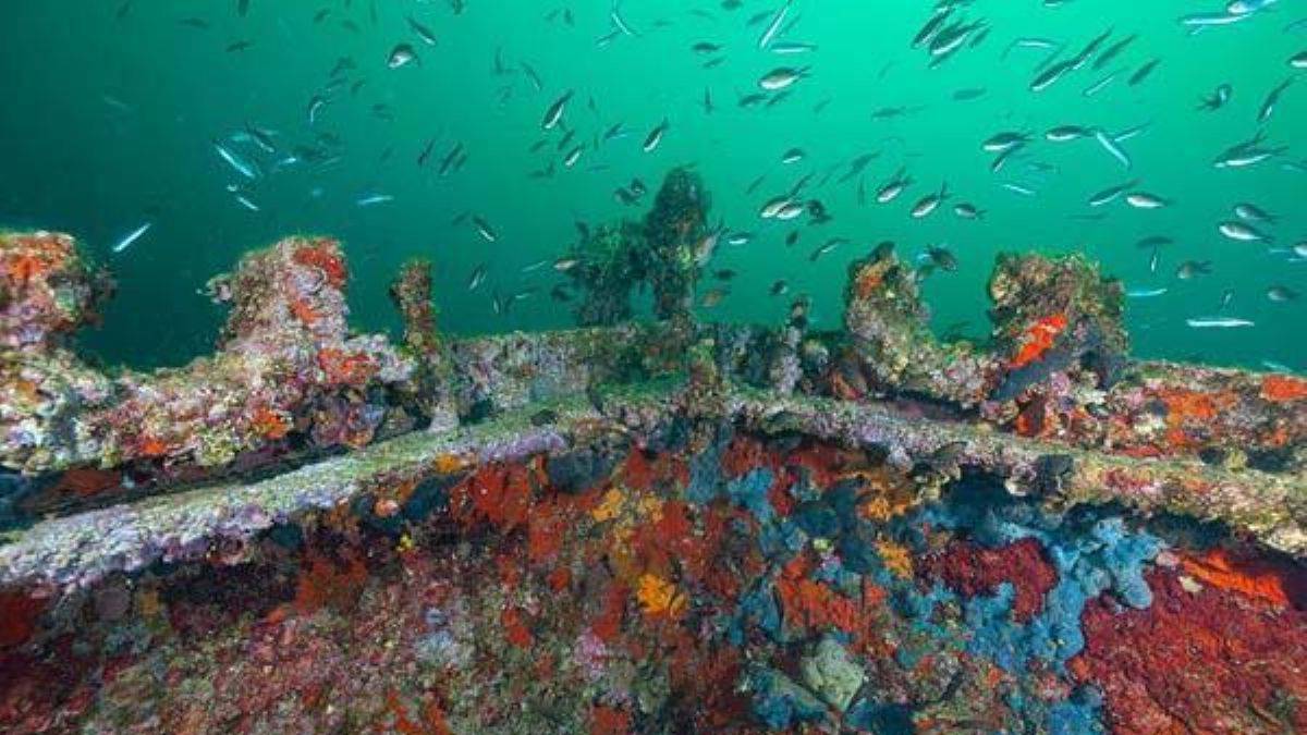 Gelibolu Tarihi Sualtı Parkı dalış turizmine açılıyor