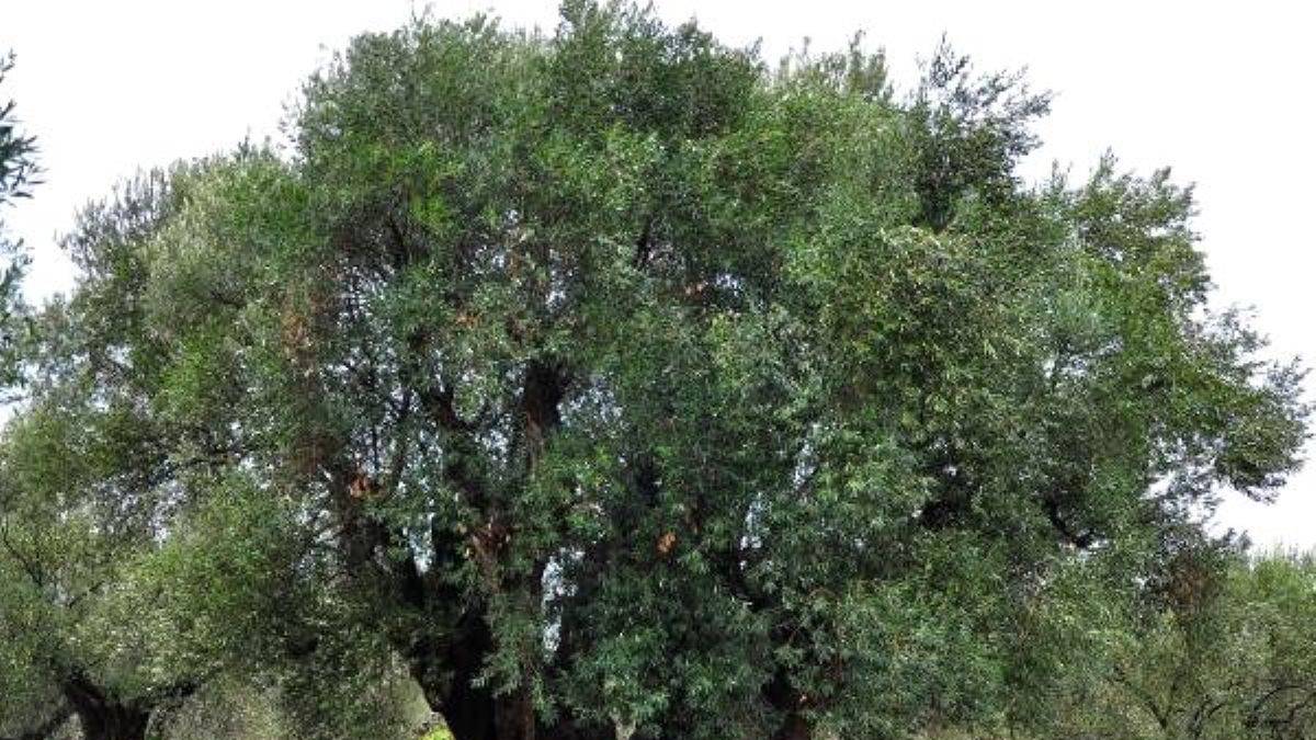 1659 yaşındaki zeytin ağacı hasat edilecek