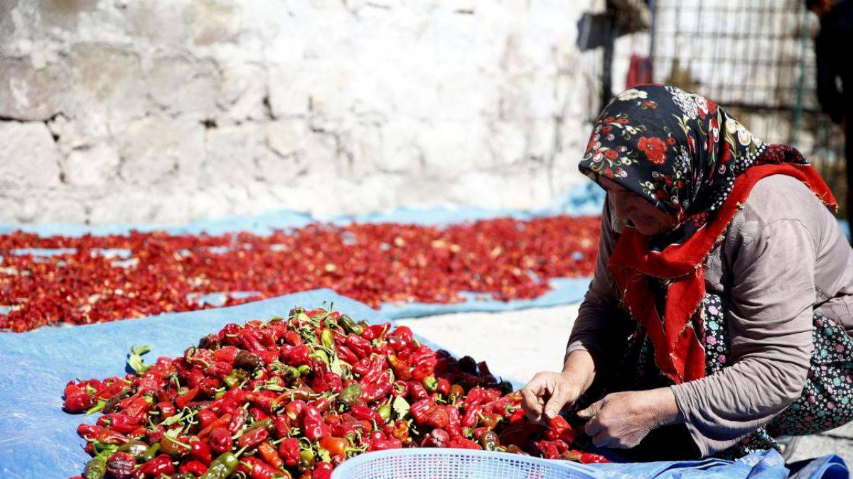 Ata tohumundan Cırgalan biberi; kilosu 65-70 lira