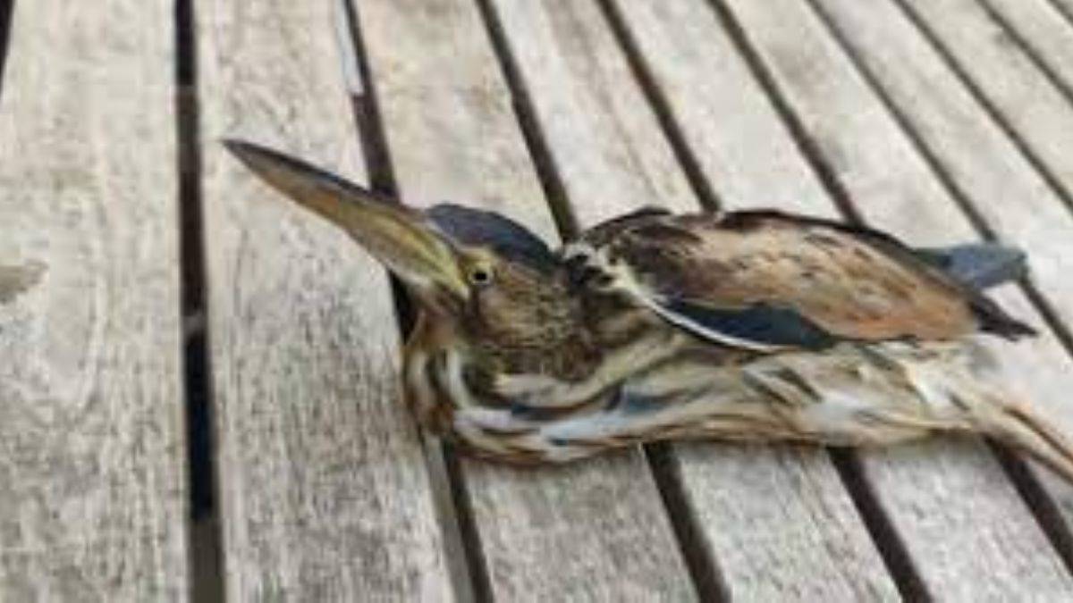 Nesli tükenme tehlikesi altında; Vatandaşlar yaralı halde buldu