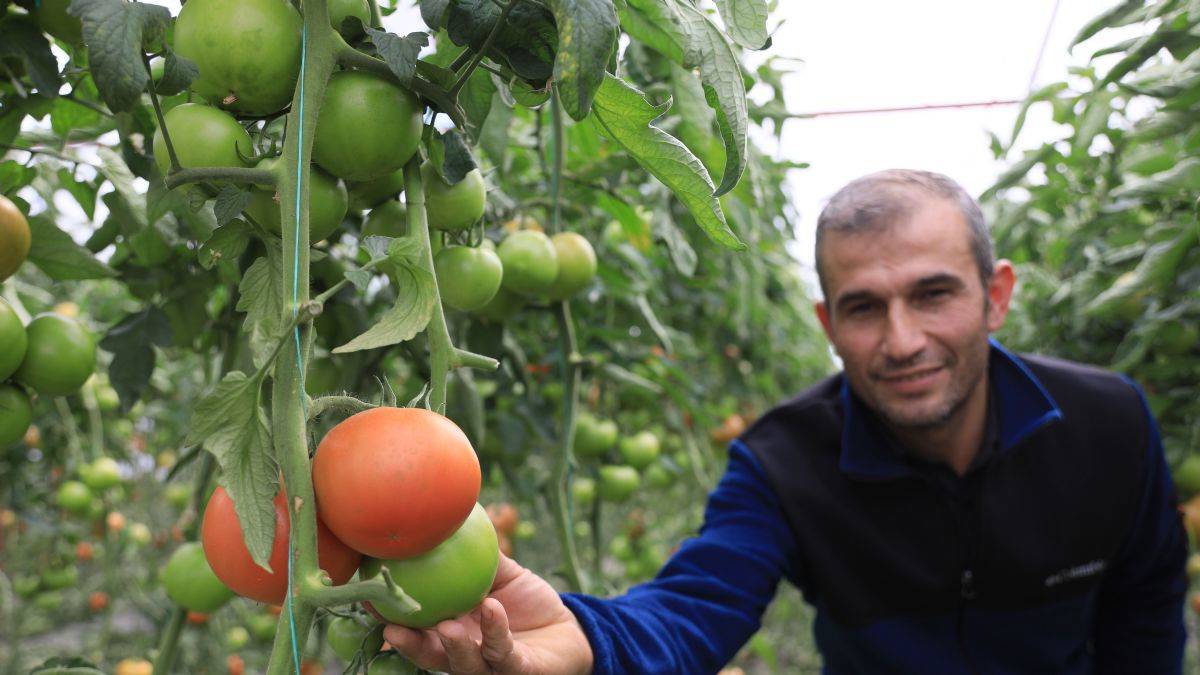Domatesin fiyatı 5 kilometrede yüzde 176 arttı!