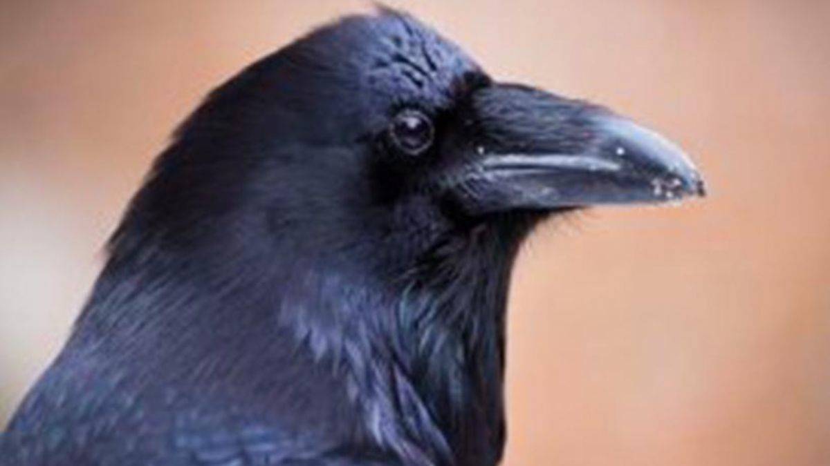 Kargalar hakkında 8 şaşırtıcı gerçek