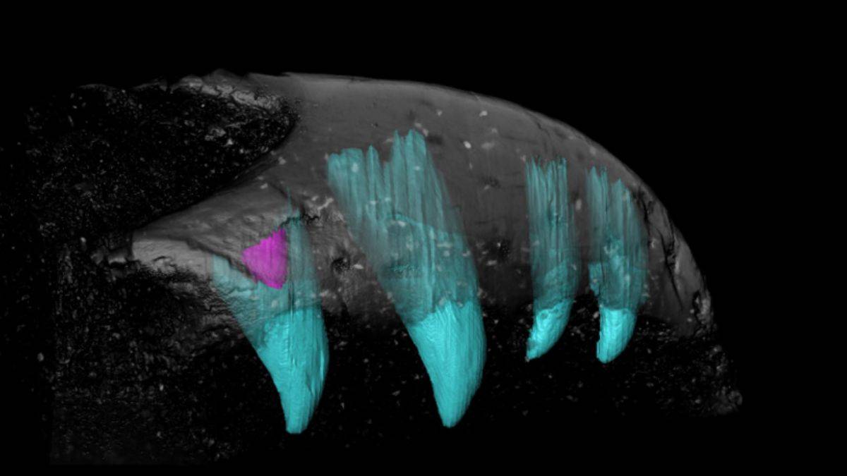 Antik kuşlar, dişlerini timsahlar gibi değiştirmiş olabilir