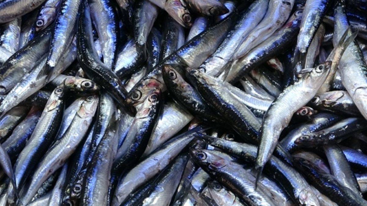 Ekim ayında tezgahlarda hangi balıklar olacak?