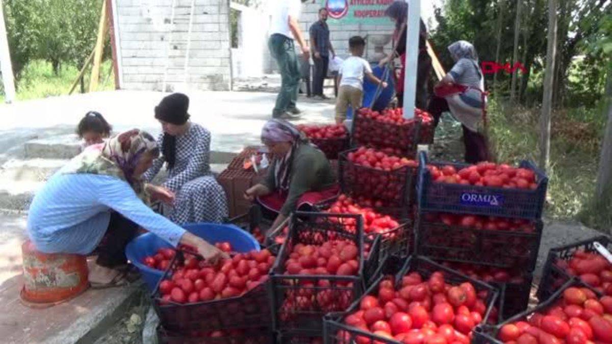 Önce kooperatif, sonra üretim tesisi kurdular