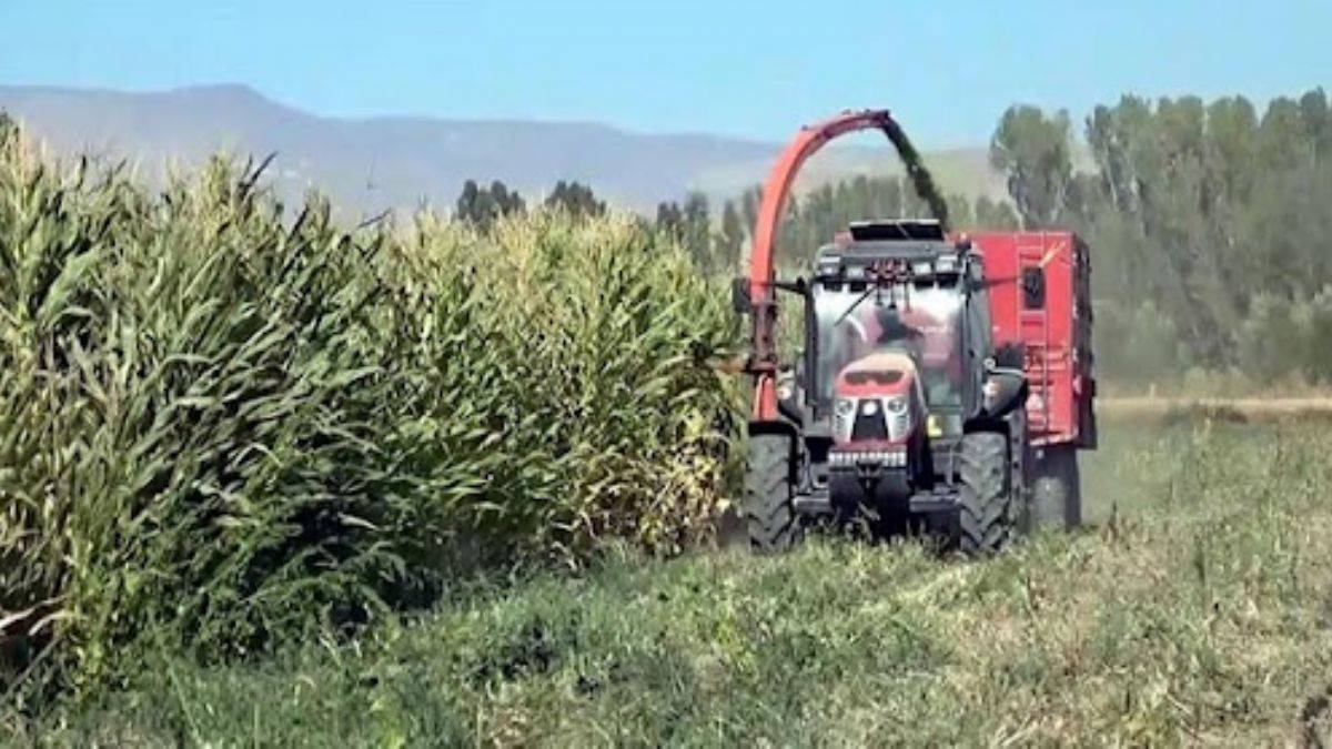 Van Gölü'nün çekildiği alanda mısır yetiştirdi