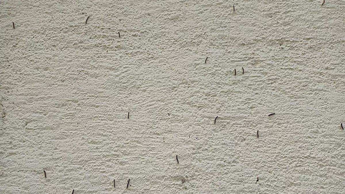 Düzce'de tırtıl istilası