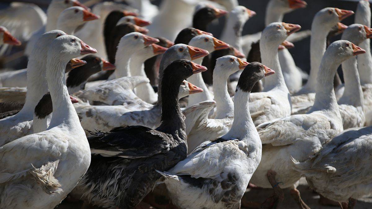 Tescilli 'Türk kazı' yetiştiriciliğine başlandı