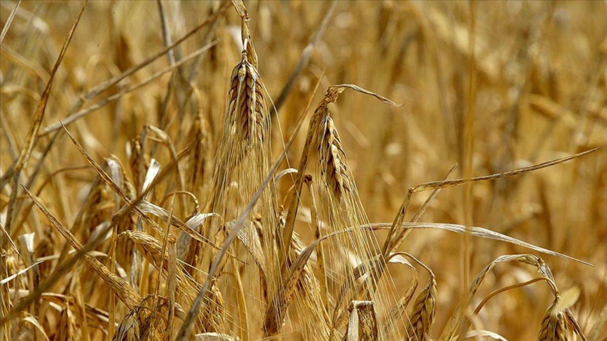 KKTC dışa bağımlılıktan kurtuluyor